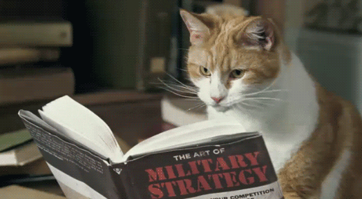 Cat strategy